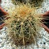 Ferocactus_johnstonianus_1